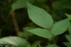 Desmodium laxiflorum